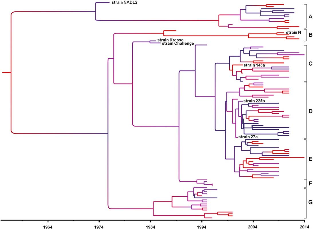 Phylogenetic tree of PPV for the viral protein gene (partial sequences)