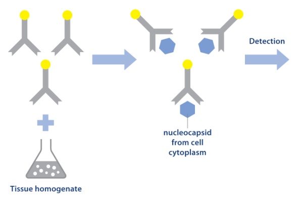 Figure 3 Image