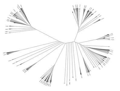 Genotype and evolution of the PRRSV present in Mexico (2005-2013 ...