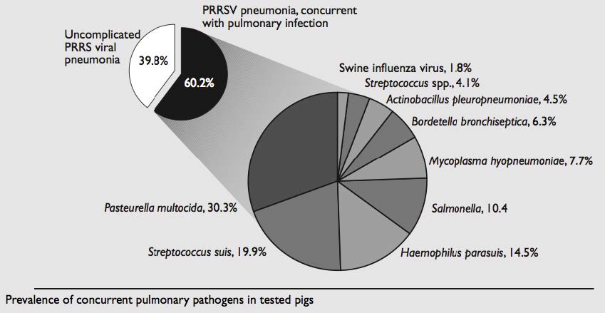 Figure 1: Percentage of different concurrent agents isolated in PRRS pneumonia