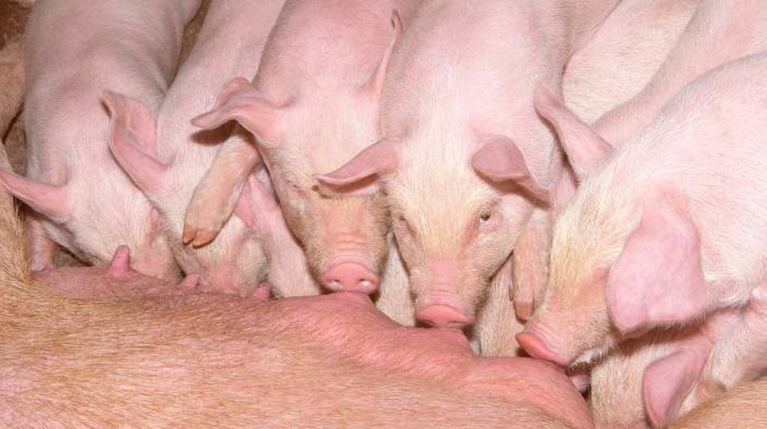 Piglets feeding