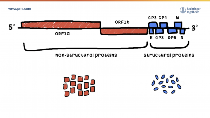 PRRS virus genome