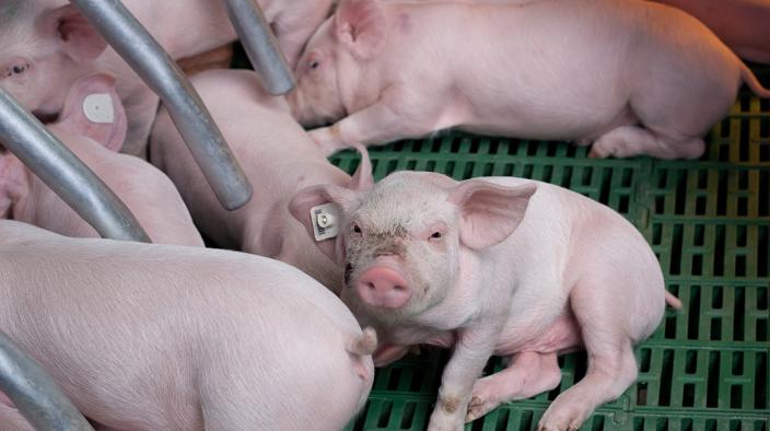 image-farm-piglets